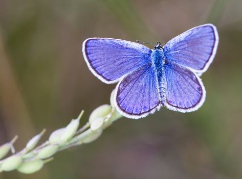 Species Spotlight: Karner Blue Butterfly | Michigan Nature Association Karner Blue Butterfly, Michigan Nature, Moth Species, Butterfly Species, Acrylic Painting Tutorials, Wildlife Sanctuary, Midsummer Nights Dream, Bugs And Insects, Butterfly Garden