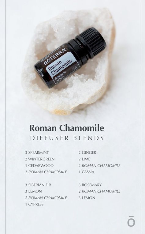 Roman Chamomile can help your mind and body relax.   Here are a few essential oil diffuser blends you can use to get it's benefits.  Your room, house, car, or office will smell fantastic without synthetic chemicals.  #diffuserblends #romanchamomile #essentialoil #doterra Roman Chamomile Diffuser Blends, Chamomile Diffuser Blends, Doterra Roman Chamomile, Non Toxic Living, Roman Chamomile Essential Oil, Doterra Diffuser, Doterra Diffuser Blends, Doterra Essential Oils Recipes, Essential Oils For Headaches