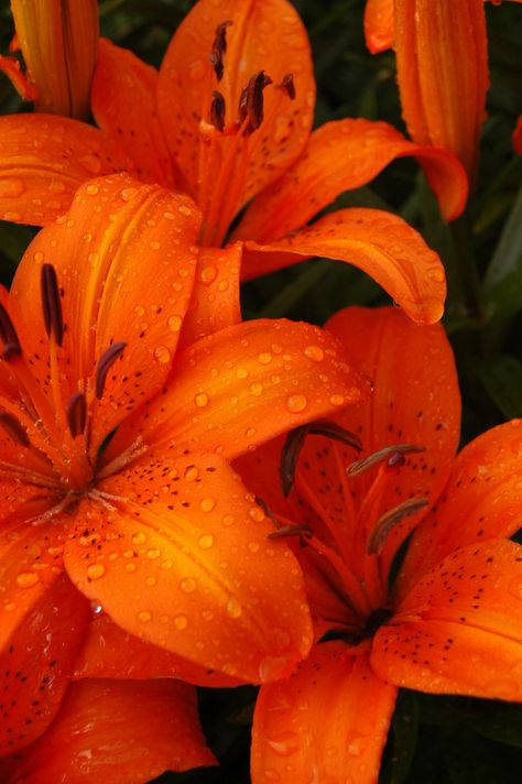 Tiger Lilies | Tiger Lilies, my mother's garden. | Aaron Tank | Flickr Tiger Lilies, Orange Tiger, Fleur Orange, Rainbow Aesthetic, Orange You Glad, Orange Aesthetic, Orange Wallpaper, Orange Is The New, Orange Art