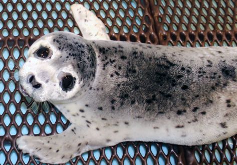 Stranded spotted seal pup taken to the Alaska SeaLife Center Spotted Seal, Harp Seal, Harbor Seal, Cute Seals, Seal Pup, Gray Whale, Marine Mammals, Sea Lion, Ocean Animals