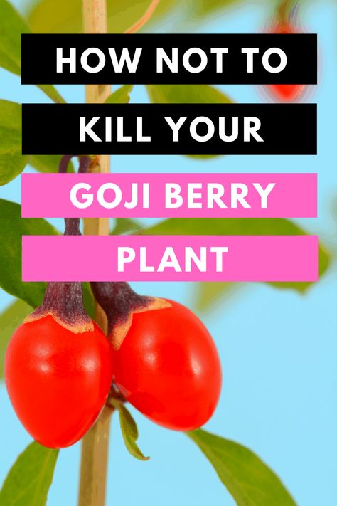 Growing Goji Berry Plants, Goji Berries Plant, Grow Goji Berries, Goji Berry Plant, Growing Goji Berries, Gogi Berries, Mountain Garden, Potted Fruit Trees, Fun Planters