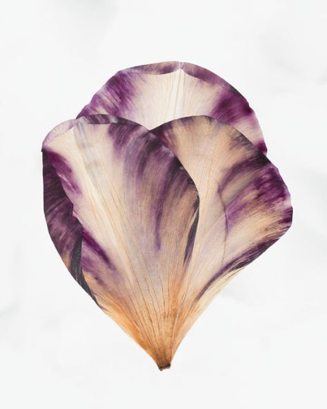 Tulip Petal Template, Flower Petal Photography, Cabbage Flowers, Modern Florals, Green Plum, Sustainable Flowers, Bloom Where Youre Planted, Flower Tile, Flower Icons