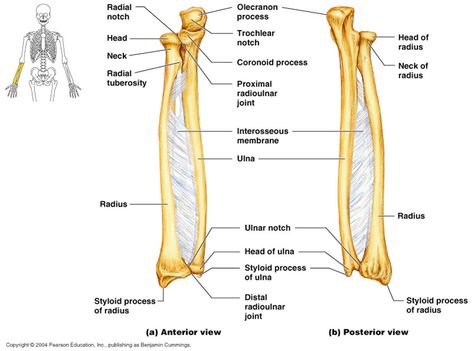 Anterior and Posterior View of the Radial and Ulnar Bones. Hand Bone Anatomy, Forearm Anatomy, Ulna Bone, Radius Bone, Skeletal System Anatomy, Radius And Ulna, Anterior Y Posterior, Human Skeleton Anatomy, Foot Anatomy