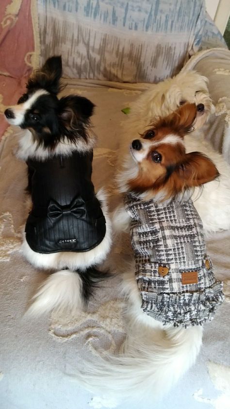 Papillon Dog Puppy, Papillon Dogs, Dog Fever, Papillon Puppy, Dog Pack, Papillon Dog, Really Cute Dogs, Chihuahua Love, Maltese Puppy