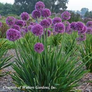 Ornamental Onion, Allium Flowers, Natural Landscaping, Border Plants, Fragrant Flowers, Garden Cottage, Lawn And Garden, Container Plants, Front Garden