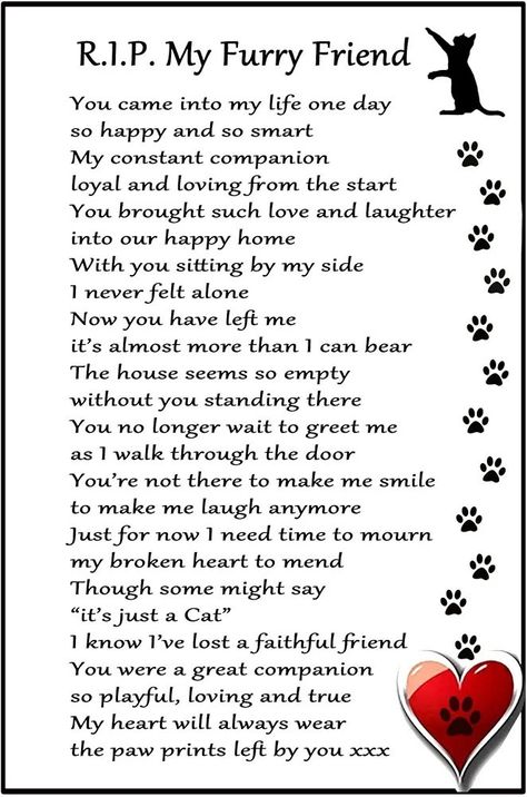 Cat Passing Quotes, My Cat Died Quotes, Griefing Your Pet Quotes Cat, Lost Cat Quotes, Loss Of A Cat Sayings, I Miss My Cat Pet Loss, Cat Memorial Quotes, Loss Of Cat Sympathy, Losing A Pet Quote Cat