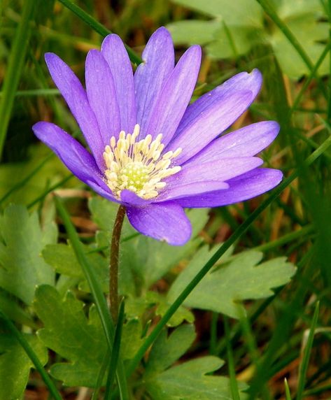 Grecian Windflower, Willow Flower, Wilted Flowers, Illustration Reference, Visual Library, Blue And Purple Flowers, Anemone Flower, Sandy Soil, Flower Essences