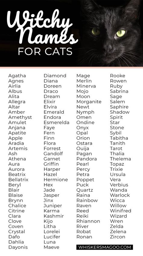 Witchy Names, Black Cat Names, Names For Cats, Witch Names, Cute Cat Names, Witchy Cat, Söpö Kissa, Best Character Names, Fantasy Names