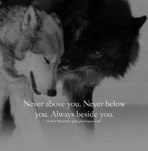 Lone Wolf Quotes, Wolf Warriors, Wolves And Women, Wolf Quotes, Wolf Spirit Animal, Wolf Love, She Wolf, Wolf Pictures, Beautiful Wolves