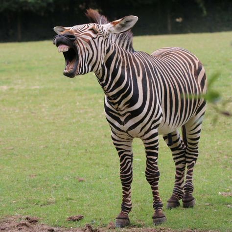 Mountain Zebra Mountain Zebra, Plains Zebra, Horse Photos, Zebras, Small Groups, Stripes Pattern, Stripes, Horses, Black And White