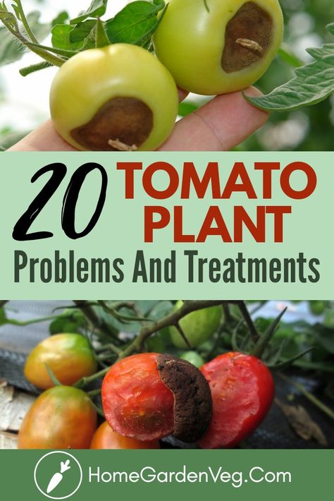 Tomato Diseases Fruit, Tomato Plant Diseases, Tomato Diseases, Tomatoes Plants Problems, Plant Advice, Tomato Planting, Tomato Disease, Tomato Problems, Plant Herbs