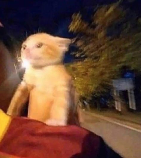 IG: closedapp on Twitter: "instead of texting "on my way" ima just send this https://t.co/EACUVwam1W" / Twitter On My Way, Cat Memes, My Way, A Cat, Memes, Funny, Twitter