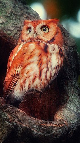 Madagascar Red Owl Red Owl, Owl Photos, Owl Pictures, Beautiful Owl, White Owl, Owl Bird, Owl Art, Pretty Birds, 판타지 아트