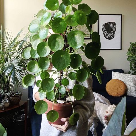 100 Indoor No Fuss Drought-Tolerant Plants that are Unkillable – Planted Shack Plant Goals, Pilea Peperomioides, Living Room Plants, Chinese Money Plant, Inside Plants, Diy Plant Stand, Plant Aesthetic, House Plants Decor, Drought Tolerant Plants