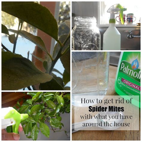 Jen & the Bean stalk: Evicting Spider Mites Bean Stalk, Get Rid Of Spiders, Garden Remedies, North Idaho, Indoor Herb, Homemade Cleaners, Plant Pests, Spider Mites, Insecticidal Soap