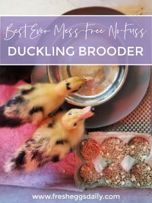 Best Ever Mess-Free No Fuss Duckling Brooder | Fresh Eggs Daily® Duckling Brooder, Duck Brooder, Duckling Care, Brooder Box, Backyard Ducks, Duck Coop, Puppy Playpen, Duck Farming, Raising Ducks