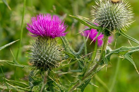 Thistle Plant, Japanese Honeysuckle, Yard Maintenance, Lawn Care Tips, Healthy Lawn, Attract Pollinators, Grass Seed, Garden Yard Ideas, How Do I Get