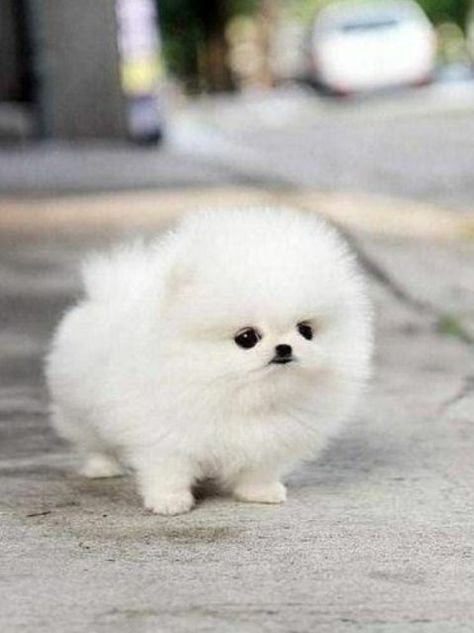 Pomeranian Boo, Wattpad, White