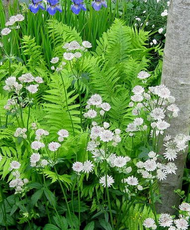 Siberian Iris, Ferns Garden, Woodland Plants, Tree Fern, Moon Garden, Have Inspiration, Woodland Garden, Whimsical Garden, Garden Borders