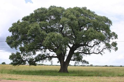 Is African Marula Oil The Secret To Anti-Aging? Marula Tree, Fruit Bearing Trees, Garden Flower Beds, Baobab Tree, Home Garden Plants, Marula Oil, Dry Plants, Southern Africa, Tree Stand