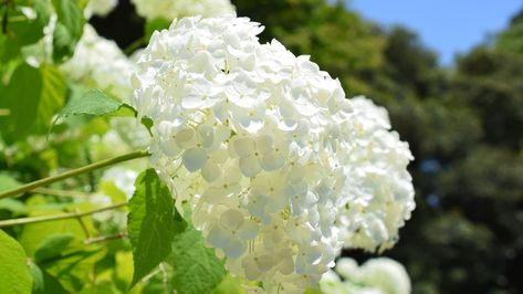 Pruning Annabelle Hydrangea, Prune Hydrangeas, When To Prune Hydrangeas, Minnesota Garden, Summer Blooming Flowers, Pruning Hydrangeas, Annabelle Hydrangea, Hydrangea Serrata, Big Leaf Hydrangea