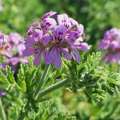 Jasminum Sambac, Night Blooming Flowers, Indian Sandalwood, Diy Shampoo, Pelargonium Graveolens, Rose Geranium, Spiritual Wellness, Medicinal Herbs, Floral Scent