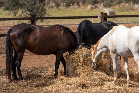 Feeding Horses, Horse Nutrition, Equine Veterinary, Feeding Program, Grass Hay, Veterinary Science, Horse Feed, My Horse, Feeding Time