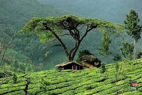 Tea tourism Bangladesh Travel, Village Photography, Munnar, Rain Forest, Tea Garden, Travel Places, Tourist Places, Beautiful Lakes, India Travel