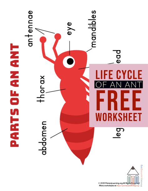 This worksheet allows students to learn the parts of an ant. #science #lifecycle #worksheets #activities #antlifecycle https://primarylearning.org/worksheet/parts-of-an-ant/?utm_source=pinterest&utm_medium=social&utm_campaign=science&utm_term=life_cycles&utm_content=ant Parts Of An Ant, Ant Unit Study, Ant Life Cycle, Ant Crafts, English Stories For Kids, Free Homeschool Resources, Alphabet Activities Preschool, Homeschool Lesson, Kids Class