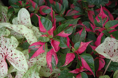 Click to view a full-size photo of Party Time Alternanthera (Alternanthera ficoidea 'Party Time') at Woldhuis Farms Sunrise Greenhouses Party Time Plant, Alternanthera Ficoidea, Farm Greenhouse, Joseph's Coat, Texas Native Plants, Josephs Coat, Plant Party, Plant Wishlist, Backyard Plants