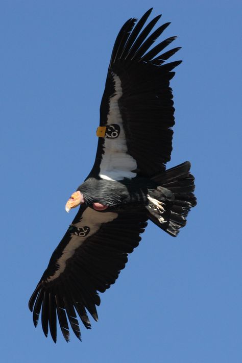 The California Condor is the largest North American land bird and inhabits northern Arizona and southern Utah, coastal mountains of central and southern California, and northern Baja California. The condor is a scavenger and eats large amounts of carrion. It is one of the world's longest-living birds, with a lifespan of up to 60 years. Switzerland Animals, California Condor, Pinnacles National Park, Rare Birds, Endangered Animals, All Birds, Big Bird, Endangered Species, Birds Of Prey