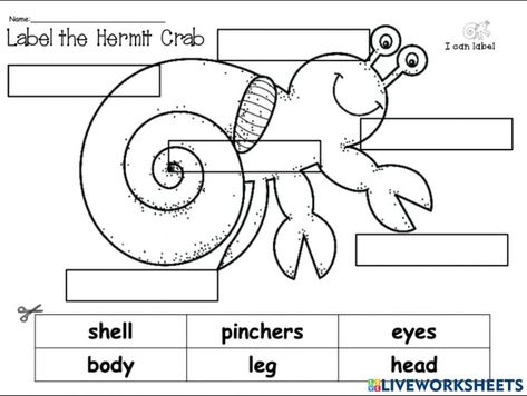 Hermit crabs Hermit Crab Crafts, Author Study, Hermit Crabs, Summer Camp Crafts, Preschool Lesson Plan, Learning Worksheets, Author Studies, Animal Science, Preschool Lesson Plans