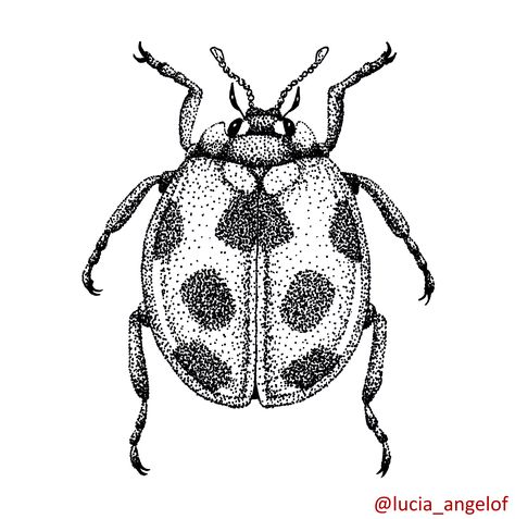 Black & white drawing of a ladybug - dotted shading technique. #beatle #ladybug #bug #insect #blackandwhite #drawing #sketch #shading Ladybug Dot Art, Realistic Ladybug Tattoo Black And White, Dotted Shading Tattoo, Dot Shading Tattoo Design, Handpoke Shading, Ladybug Drawing Insects, Ladybug Insect Drawing, Insect Drawing Simple, Black And White Ladybug Tattoo