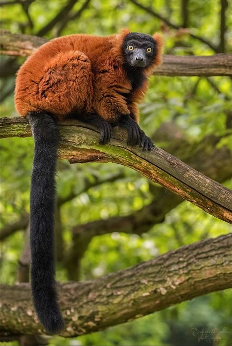 Red Ruffed Lemur, Madagascar Animals, Ruffed Lemur, Ape Monkey, Great Ape, Primates, Monkeys, Madagascar, Reptiles