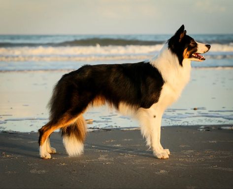 Tricolor Border Collie, Star Border, Collie Breeds, Dog Anatomy, Australian Kelpie, Border Collie Dog, Herding Dogs, Pretty Dogs, Different Dogs