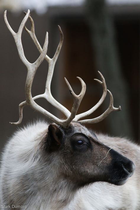 Reindeer Reference Photo, Reindeer Reference, Hooved Animals, Reindeer Photo, Reindeer Horns, Columbus Zoo, Wild Animals Photography, Deer Illustration, Wild Animals Pictures