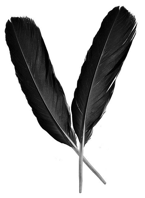 Raven feathers                                                                                                                                                                                 More Raven Feathers, Quill Tattoo, Crow Feather, Two Feathers, Raven Feather, Indian Feathers, Raven Bird, Raven Art, Crows Ravens