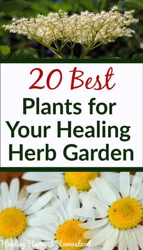 Having an herb garden filled with medicinal plants is a way to grow your own healing garden where you can pick your own herbal and natural remedies. Here are the top 20 best herbs to grow for beginners and how to grow and use them! Tons of remedies listed under each herb, so you can start growing your herb garden for health today. #herbgarden #growing #beginners #medicinal #healing #health #healingharvesthomestead Medicinal Herbs To Grow, Kitchen Apothecary, Best Herbs To Grow, Herbs To Grow, Herbal Skincare, Medicinal Herbs Garden, Herbs Garden, Medicinal Garden, Medical Herbs