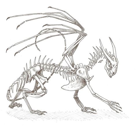 random dragon skeleton 10100 by Ouari Dragon Skeleton, Dragon Anatomy, Dragon Bones, Folklore Art, Skeleton Drawings, Animal Skeletons, Oc Stuff, Dragon Images, Sketch Tattoo Design