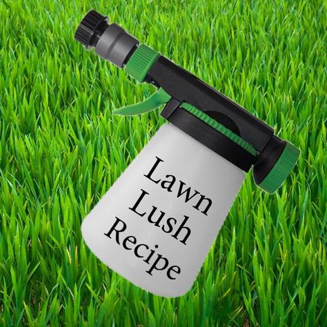 Grub Worms, Lush Recipes, Lawn Repair, Lawn Food, Lawn Fertilizer, Aerate Lawn, Diy Lawn, Lawn Care Tips, Lush Lawn