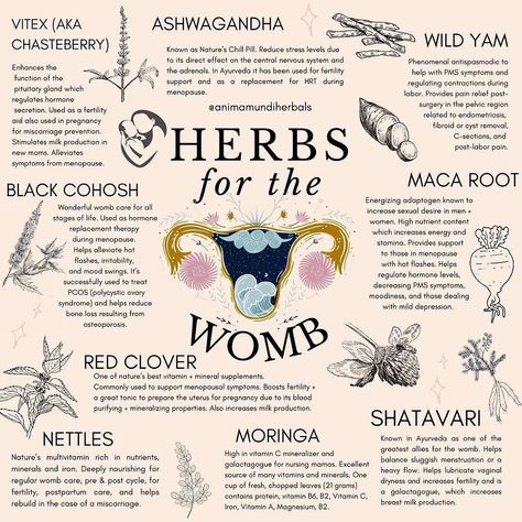 Honeydew Holistics on Instagram: “✨Healing Herbs for the Womb✨ Many, many others not mentioned that are beneficial for different parts of the cycle for womb health. Whats…” Menulis Novel, Fertility Help, دورة شهرية, Womb Healing, Medical Herbs, Magia Das Ervas, How To Regulate Hormones, Magic Herbs, Menstrual Health