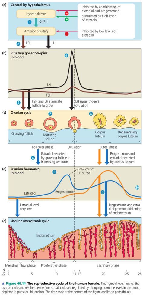 Ovarian Cycle, Anterior Pituitary, Learn Biology, Study Biology, Basic Anatomy And Physiology, Medicine Studies, Biology Facts, Medical Student Study, Medical Laboratory Science