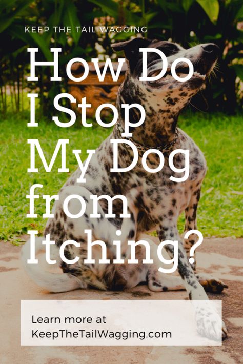 It's never fun to have an itchy dog. Fleas, dry skin, food sensitivities, or health issues, whatever the cause, here are few ideas to bring your dog relief. Stop Dog Itching, Itchy Dog Remedies, Dog Flea Remedies, Dog Dry Skin, Flea Remedies, Itchy Dog, Dog Soap, Dog Remedies, Itching Skin