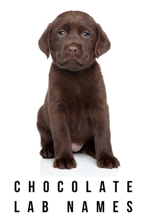 Chocolate Lab Names - The Best Chocolate Names For Your New Friend Chocolate Labs Full Grown, Chocolate Lab Puppy Names, Chocolate Lab Names, Puppies Names Female, Chocolate Names, Labrador Names, Chocolate Lab Puppy, Fun Facts About Dogs, Cute Puppy Names