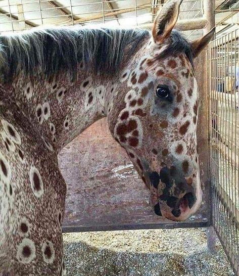 Sorrel Leopard Appaloosa Spotted Horse, Leopard Appaloosa, Dream Office, Most Beautiful Horses, Appaloosa Horses, Horse Crazy, New Office, Cute Horses, Appaloosa