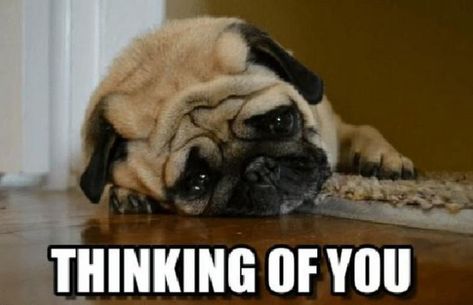 Thinking Of You Meme, Pug Quotes, Dog Thoughts, Thinking Of You Quotes, Baby Pugs, Prairie Dog, Pug Mom, A Pug, Pug Puppies