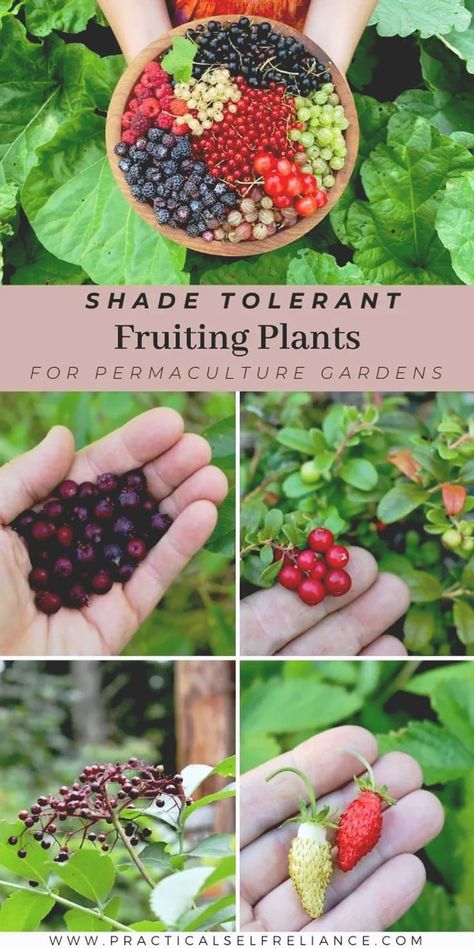 Full Backyard Garden, Foodscaping Edible Garden, Greenhouse Fruit Trees, Shaded Patio Plants, Permaculture Small Garden, Plants That Grow In Shade Outdoors, Fruit Bushes Garden, Edible Forest Garden, Zone 4b Gardening