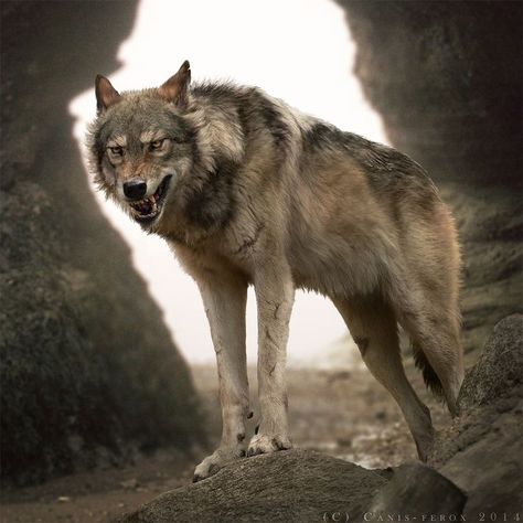 Wolf Poses, Dogs Tattoo, Angry Wolf, Animals Photography, Wolf Photos, Wolf Love, Wild Wolf, Wolf Pictures, Wolf Spirit