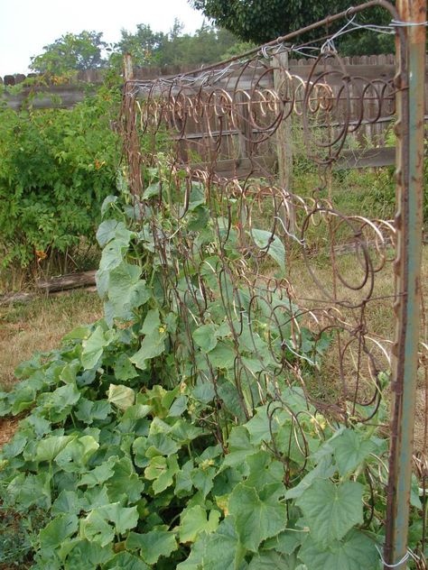 I'm looking for an old, old bed spring. Love this. Bed Spring Trellis, Keyhole Gardening, Old Garden Gates, Old Bed Springs, Vegetable Trellis, Bed Spring, Rusty Garden, Diy Garden Trellis, Trellis Ideas