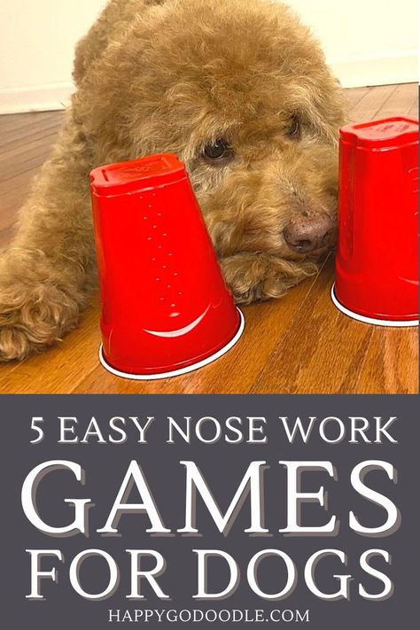 Fluffy, adult dog playing a nose work game for dogs with a group of red cups and the title 5 Easy Nose Work Games for Dogs Dog Nose Work Games, Sniffing Games For Dogs, Scent Training For Dogs, Dog Games Indoor, Diy Dog Games, Dog Games Diy, Indoor Dog Activities, Dog Brain Games, Dog Friendly Stores